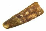Real Fossil Spinosaurus Tooth - Huge Dinosaur Tooth #351478-1
